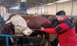 Hatay'da 1 tonluk kurbanlık boğa, 450 bin liraya satışa çıkarıldı