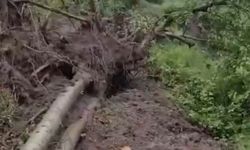 Heyelanda devrilen ağaçlar yolu kapattı