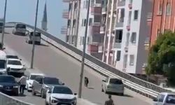 Kaçan keçi, trafiği birbirine kattı
