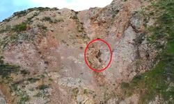 Kartal, ayı ve yavrularını takip etti; o anlar dronla görüntülendi