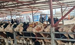 Kırşehir Hayvan Pazarı'nda bayram hareketliliği; rekortmen 'Pamuk' 380 bin lira