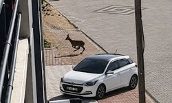 Kırşehir'de kent merkezine inen karaca kamerada