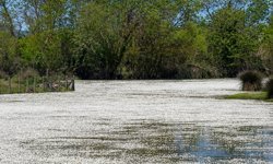 Kızılırmak Deltası'nda su papatyaları açtı