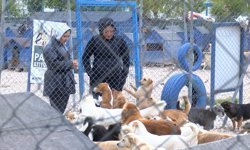 Pandemide sahiplenilen patili dostlar terk edilince barınaklarda yer kalmadı
