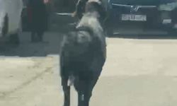 Sahibinin elinden kaçan kurbanlık koç, zor anlar yaşattı