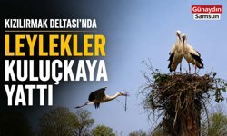 Kızılırmak Deltası’nda Leylekler Kuluçkaya Yattı