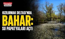 Kızılırmak Deltası’nda Bahar: Su Papatyaları Açtı