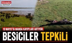 19 Mayıs’ta Manda Kayıpları Artıyor: Besiciler Tepkili