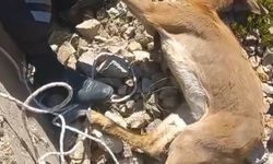 Barajın su tahliye savağına düşen 3 yaban keçisi kurtarıldı