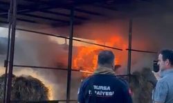 Bursa'da çiftlik yangınında 4 büyükbaş hayvan öldü