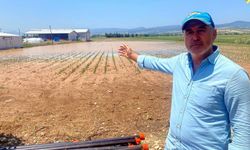 Bursa'da dolu ve sağanak, tarım arazilerini vurdu