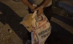 Çuvala koyulan köpeği, hayvansever kadın kurtardı