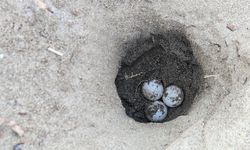 Hava ısındı, caretta yuvaları arttı
