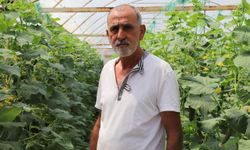İzmir, örtü altı salatalık üretiminde 3'üncü sırada