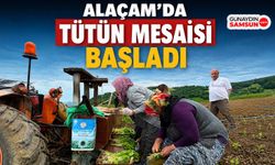 Alaçam’da Tütün Mesaisi Başladı