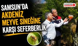 Samsun'da Akdeniz Meyve Sineğine Karşı Seferberlik