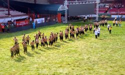 AK Parti Milletvekili Fatma Aksal: Kırkpınar, Sarayiçi Er Meydanı'nda son kez yapıldı