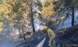 Aydın'da orman yangını (2)