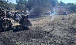 Balıkesir'deki zeytinlik yangını kontrol altında