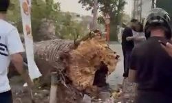 Beykoz'da fırtına nedeniyle ağaç, park halindeki cipin üzerine devrildi