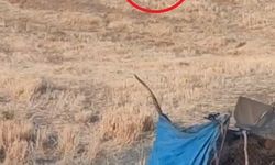 Diyarbakır'da köpeklerin saldırdığı 15 kuzu öldü