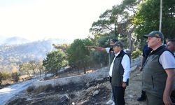 Gömeç'te ağaçlık alanda yangın (2)