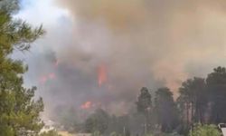 Muğla'da orman yangını