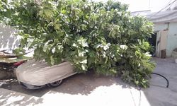 Park halindeki otomobilin üzerine ağaç devrildi
