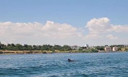 Tekirdağ açıklarında yunuslar görüntülendi