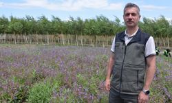 Tıbbi ve aromatik bitkiler, Şifa Bahçeleri Projesi ile yaygınlaştırılıyor