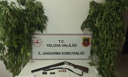 Yalova'da evlerinin bahçesine kenevir eken 2 şüpheli gözaltına alındı