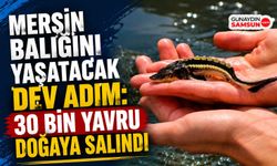 Yeşilırmak'a 30 Bin Mersin Balığı Yavrusu Bırakıldı