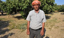 Bardacık inciri Torbalı'da toplanmaya başladı