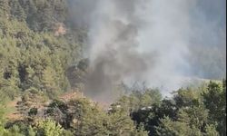 Bolu'nun Göynük ilçesinde orman yangını