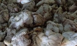 Çiftliğin havalandırması arızalanınca 4 bin tavuk öldü