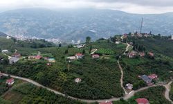 Karadeniz'de horonlu türkülü fındık hasadı/Ek fotoğraflar