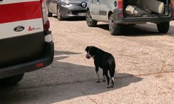 Köpeğe çarpmamak için manevra yapınca motosikleti devrilip, yaralandı