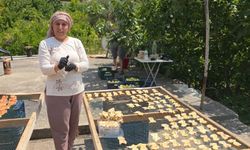 Mersin'de incir hasadı başladı; kilosu 150 lira