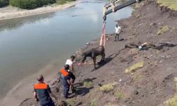 Nehirde balçığa saplanan at için ekipler seferber oldu