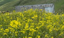 TIR dorsesini 'mobil bal üretim' tesisine dönüştürdü / Ek fotoğraflar