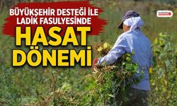 Alım Garantili Ladik Fasulyesinde Hasat Mesaisi Başladı