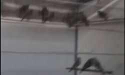 Ankara'da saka kuşu üretip satan kişiye 1.4 milyon lira ceza
