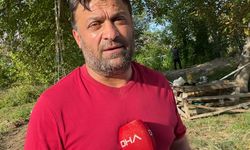 Artvin'de geleneksel yöntemlerle çeltik hasadı