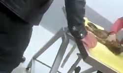 Avcılar'da yaralanan kediyi kurtarmak için bagajda yolculuk yaptı
