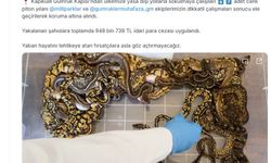 Kapıkule Gümrük Kapısı'nda 67 piton yılanı ele geçirildi