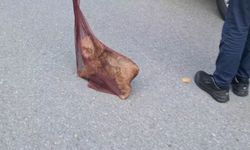 Maltepe'de otopark girişindeki duvara çarpan otomobilin sürücüsü ve köpeği yaralandı