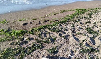 Düzce'de Ölü Yunus Yavrusu Kıyıya Vurdu