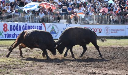 Artvin'de "8. Boğa Güreşleri Türkiye Şampiyonası" Yapıldı