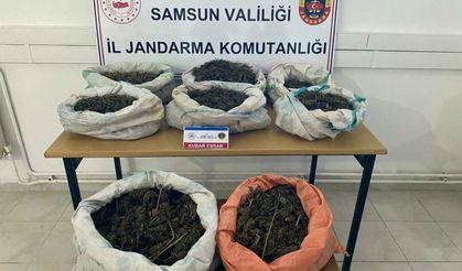 Samsun'da Ormanlık Alanda 8 Kilo 525 Gram Esrar Bulundu