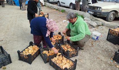Sinop'ta Toplanan Mantarlar Türkiye'nin Farklı Kentlerine Gönderiliyor